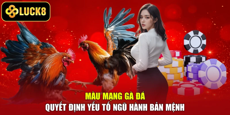 Màu mạng gà đá quyết định yếu tố ngũ hành bản mệnh