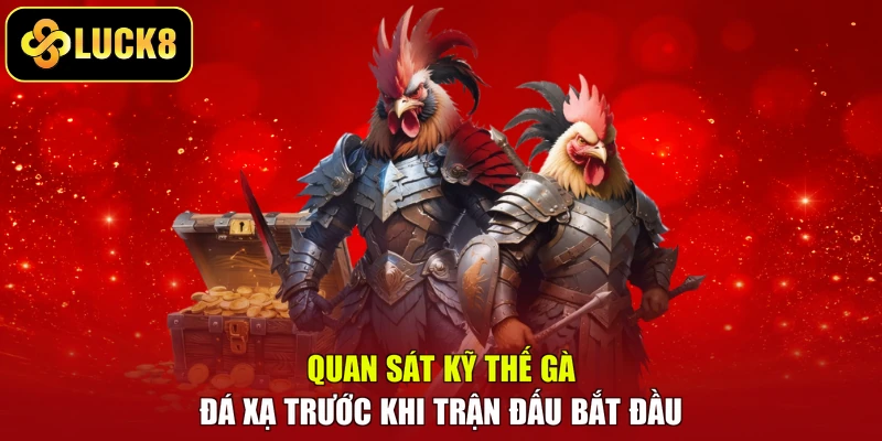 Quan sát kỹ thế gà đá xạ trước khi trận đấu bắt đầu
